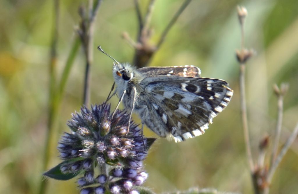 Pyrgus onopordi?